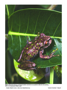 Plate 1. Plectrohyla dasypus. A Honduran endemic with all known populations believed to be declining. DOI: [removed]journal.arc[removed]g001 Amphib. Reptile Conserv. | http://www.herpetofauna.org