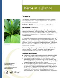 Turmeric This fact sheet provides basic information about turmeric—common names, what the science says, potential side effects and cautions, and resources for more information.  Common Names—turmeric, turmeric root, 