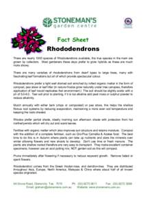 Fact Sheet  Rhododendrons There are nearly 1000 species of Rhododendrons available, the true species in the main are grown by collectors. Most gardeners these days prefer to grow hybrids as these are much more showy.