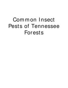 Curculionidae / Tsuga / Woodboring beetles / Insect ecology / Pest control / Mountain pine beetle / Hemlock woolly adelgid / Tsuga canadensis / Beetle / Phyla / Protostome / Flora of the United States