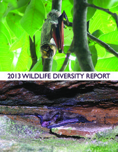 2013 WILDLIFE DIVERSITY REPORT  ON THE COVER: A TALE OF TWO BATS Indiana is home to 13 bat species. The two on this year’s cover, the hoary bat (top picture, Tim Torrance, Middlebury, IN) and the Northern long-eared b