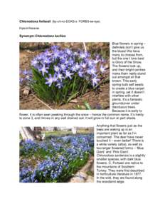 Chionodoxa forbesii (ky-oh-no-DOKS-a FORBS-ee-eye) Hyacinthaceae Synonym:Chionodoxa luciliae Blue flowers in spring – definitely don’t give us