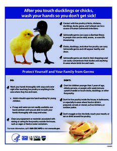 After you touch ducklings or chicks, wash your hands so you don’t get sick! Contact with live poultry (chicks, chickens, ducklings, ducks, geese, and turkeys) can be a source of human Salmonella infections. •• S 