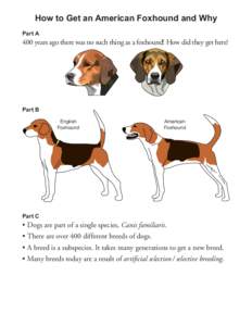 How to Get an American Foxhound and Why Part A 400 years ago there was no such thing as a foxhound! How did they get here?  Part B