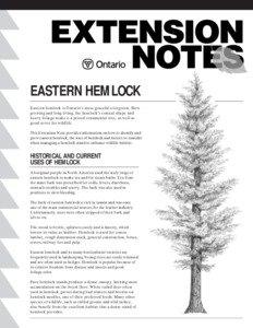 EASTERN HEMLOCK Eastern hemlock is Ontario’s most graceful evergreen. Slow growing and long living, the hemlock’s conical shape and