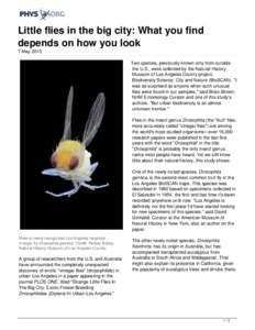 Little flies in the big city: What you find depends on how you look