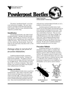 Common furniture beetle / Lumber / Beetle / Wood flooring / Construction / Zoology / Architecture / Lyctus planicollis / Woodboring beetles / Bostrichidae / Powderpost beetle