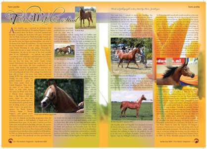 Arabic culture / Mare / Foundation bloodstock / Foal / Holsteiner horse / Crabbet Arabian Stud / Breeding / Warmbloods / Arabian horse