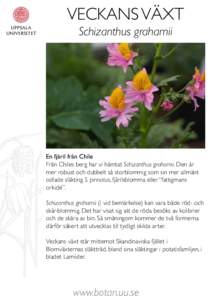 VECKANS VÄXT Schizanthus grahamii En fjäril från Chile Från Chiles berg har vi hämtat Schizanthus grahamii. Den är mer robust och dubbelt så storblommig som sin mer allmänt