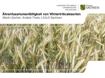 Ährenfusariumanfälligkeit von Wintertriticalesorten Martin Sacher, Andela Thate, LfULG Sachsen Versuche zur Ermittlung der Fusariumanfälligkeit von Wintertriticalesorten Grundsätzliches: