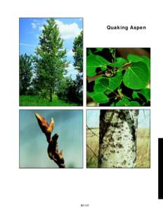 Quaking Aspen  slide 51b 360%  slide 51d