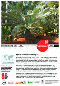 © John Donaldson  Species of the Day: Venda Cycad The Venda Cycad, Encephalartos hirsutus, is listed as ‘Critically Endangered’ on the IUCN Red List of Threatened SpeciesTM. Described as a new species in 1996, this 