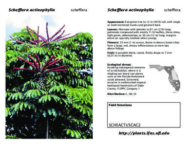 Schefflera Schefflera actinophylla