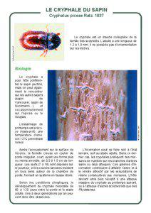 LE CRYPHALE DU SAPIN Cryphalus piceae Ratz. 1837