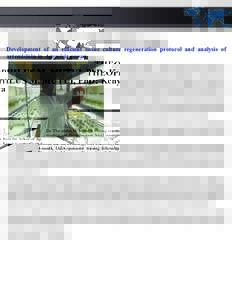 THEOPHILUS M. MUTUI, PhD: Kenya Development of an efficient tissue culture regeneration protocol and analysis of artemisinin in Artemisia annua. Dr. Theophilus M. Mutui, a visiting scientist from the School of Agricultur