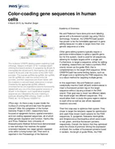 Color-coading gene sequences in human cells