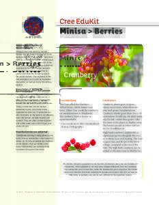 Cree EduKit  Mînisa > Berries Importance of berries to the Cree people Mînisa is the Cree word for ‘berries.’