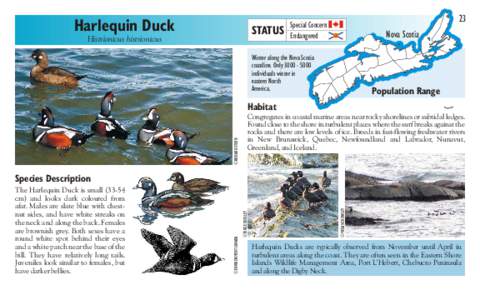 Harlequin Duck  STATUS Histrionicus histrionicus