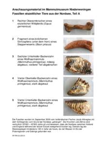 Anschauungsmaterial im Mammutmuseum Niederweningen Fossilien eiszeitlicher Tiere aus der Nordsee, Teil A 1 Rechter Oberarmknochen eines eiszeitlichen Wildpferds (Equus