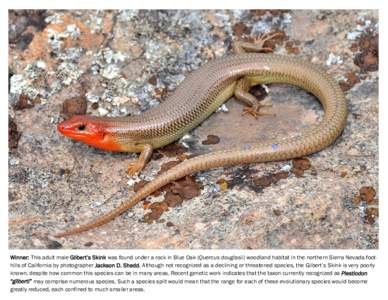 Winner: This adult male Gilbert’s Skink was found under a rock in Blue Oak (Quercus douglasii) woodland habitat in the northern Sierra Nevada foothills of California by photographer Jackson D. Shedd. Although not recog