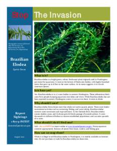 Brazilian Elodea fact sheet