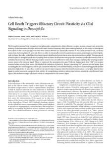 The Journal of Neuroscience, May 25, 2011 • 31(21):7619 –7630 • 7619  Cellular/Molecular Cell Death Triggers Olfactory Circuit Plasticity via Glial Signaling in Drosophila