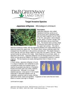 Target Invasive Species Japanese stiltgrass Microstegium vimineum Description Japanese stiltgrass, also called Napalese browntop, grows as an annual grass with a sprawling habit,