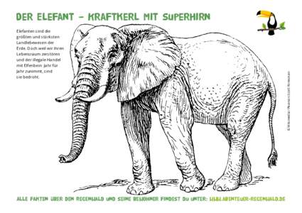 Elefanten sind die ­größten und stärksten Landlebewesen der Erde. Doch weil wir ihren ­Lebensraum zerstören und der illegale Handel