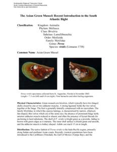 Taxonomy / Perna viridis / Perna / Mussel / New Zealand green-lipped mussel / Asian mussel / Phyla / Protostome / Mytilidae