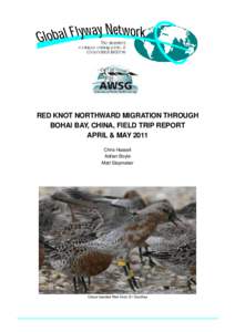 RED KNOT NORTHWARD MIGRATION THROUGH BOHAI BAY, CHINA, FIELD TRIP REPORT APRIL & MAY 2011 Chris Hassell Adrian Boyle Matt Slaymaker