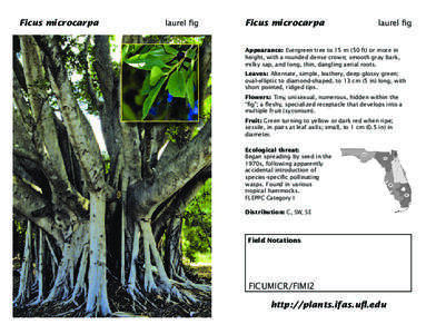 Ficus microcarpa Ficus microcarpa