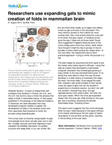 Researchers use expanding gels to mimic creation of folds in mammalian brain