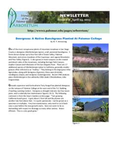 Deergrass: A Native Bunchgrass Planted At Palomar College By W. P. Armstrong One of the most conspicuous plants of mountain meadows in San Diego County is deergrass (Muhlenbergia rigens), a tall, perennial bunchgrass. It