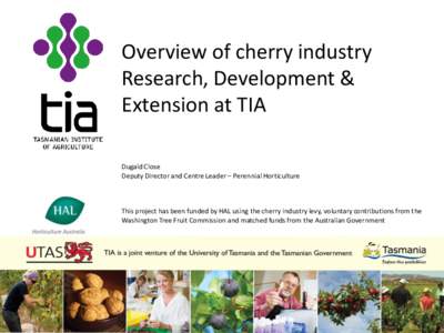 Fruit tree / Trees / Ziziphus mauritiana / Cherry / Girdling / Agriculture / Botany / Land management
