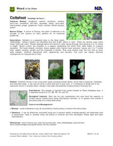 Senecioneae / Medicinal plants / Invasive plant species / Flora of Morocco / Flora of Romania / Tussilago farfara / Tussilago / Taraxacum / Flora / Biota / Botany