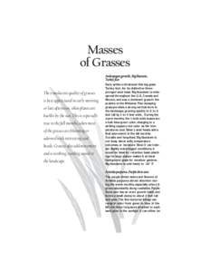 Masses of Grasses Andropogon gerardii...Big bluestem, Turkey foot  The translucent quality of grasses