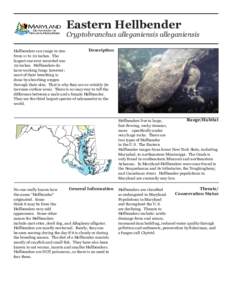 Eastern Hellbender  Cryptobranchus alleganiensis alleganiensis Description Hellbenders can range in size from 11 to 20 inches. The