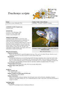 Fauna of Europe / Pond slider / Red-eared slider / Elegans / Emydidae / Meso-American slider / Turtle / Emys / European pond turtle / Trachemys / Herpetology / Zoology