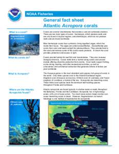 Fact Sheet: Atlantic Acropora Corals