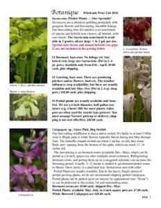 Botanique  Wholesale Price List 2016 Sarracenia, Pitcher Plants — Our Specialty! Sarracenia are a attention-grabbing perennials with