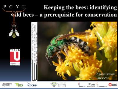 P C Y U  Keeping the bees: identifying wild bees – a prerequisite for conservation  Agapostemon