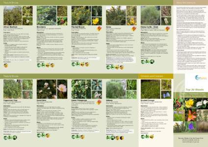 Trees & Shrubs  About this brochure This brochure identifies the top 20 weeds for the Surf Coast townships of Moriac, Freshwater Creek, Winchelsea and Barrabool Hills. Weeds are a threat to our natural environment. Gua