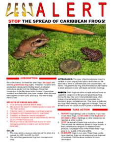 STOP THE SPREAD OF CARIBBEAN FROGS!  DESCRIPTION APPEARANCE: The coqui (Eleutherodactylus coqui) is variable in color ranging from light to dark brown on the