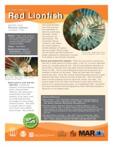 Invasive species  Red Lionfish have large tentacles over their eyes and the membranes of