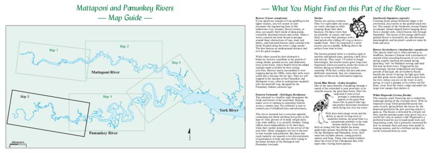 Mattaponi and Pamunkey Rivers — Map Guide — — What You Might Find on this Part of the River — Beaver (Castor canadensis) If you spend any amount of time paddling in the