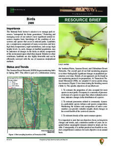 Yellow-breasted Chat / Hooded Warbler / Chestnut-sided Warbler / Rose-breasted Grosbeak / Bird / Passerida / Dendroica / Parulidae