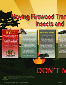 Moving Firewood Tran Insects and D Little Critters Big Threat  Gypsy Moth