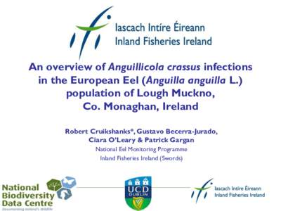 Anguillicoloides crassus / Nematodes / European eel / County Monaghan / Eel / Fish / Anguillidae / Amphibious fish