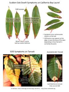 Sudden Oak Death Symptoms on California Bay Laurel SOD Lesions May have an irregular black line or border