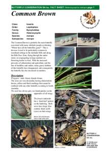BUTTERFLY CONSERVATION SA Inc. FACT SHEET Heteronympha merope page 1  Common Brown Class: Order: Family: